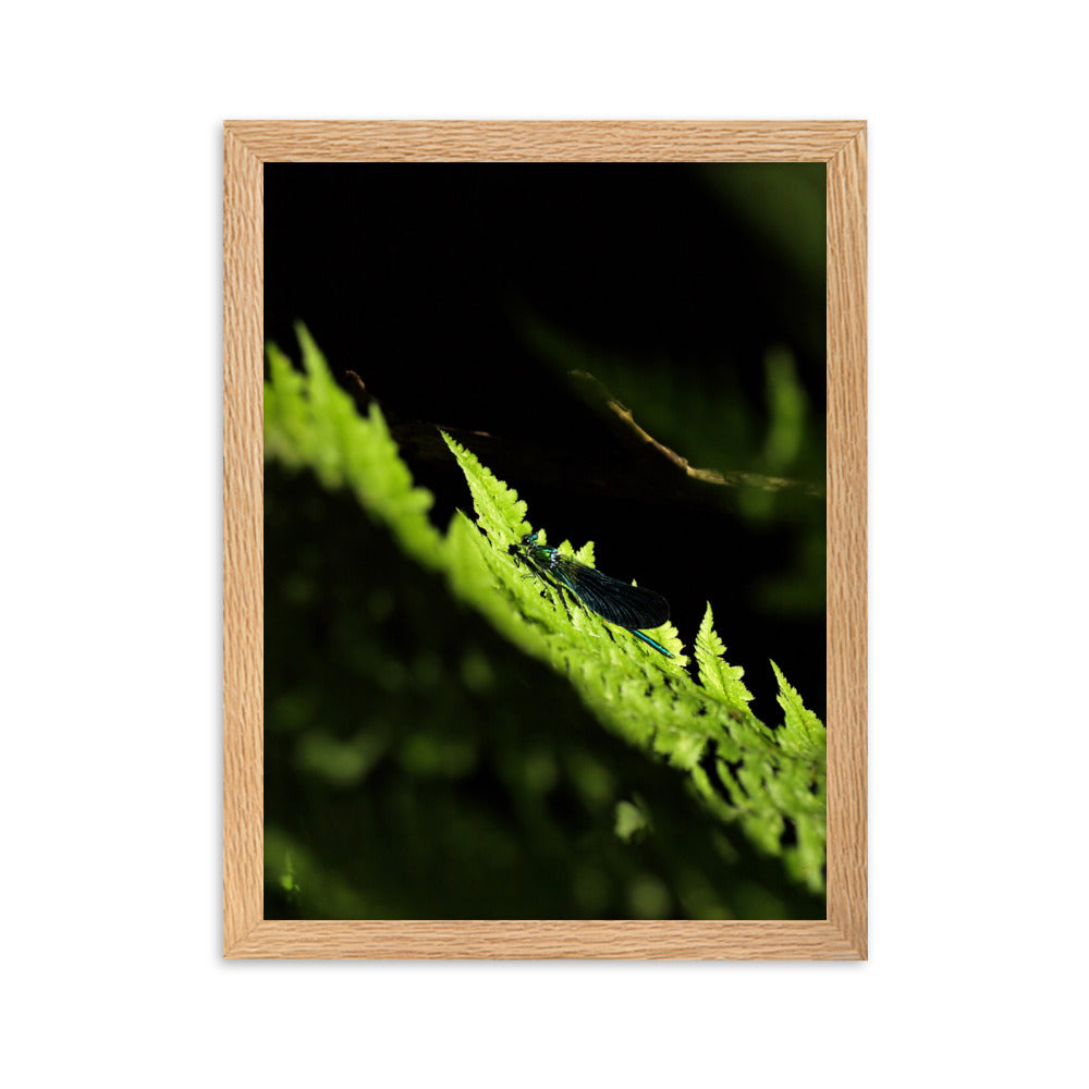 Poster mit Rahmen - Grüne Libelle Kuratoren von artlia Oak / 30×40 cm artlia