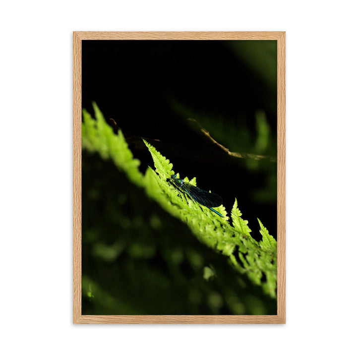 Poster mit Rahmen - Grüne Libelle Kuratoren von artlia Oak / 50×70 cm artlia