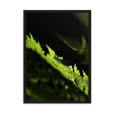 Poster mit Rahmen - Grüne Libelle Kuratoren von artlia Schwarz / 50×70 cm artlia
