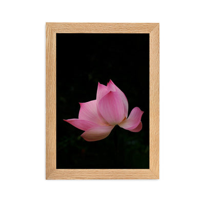 Poster mit Rahmen - Lotus Seerose Kuratoren von artlia Oak / 21×30 cm artlia