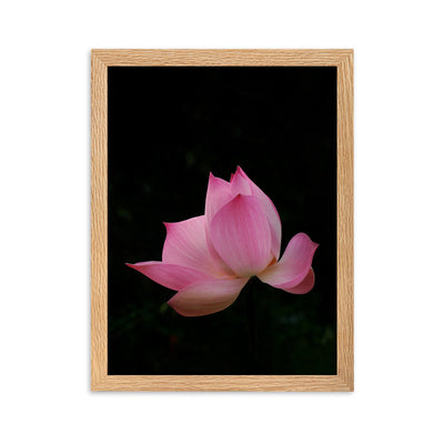 Poster mit Rahmen - Lotus Seerose Kuratoren von artlia Oak / 30×40 cm artlia