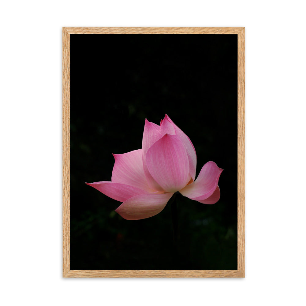 Poster mit Rahmen - Lotus Seerose Kuratoren von artlia Oak / 50×70 cm artlia