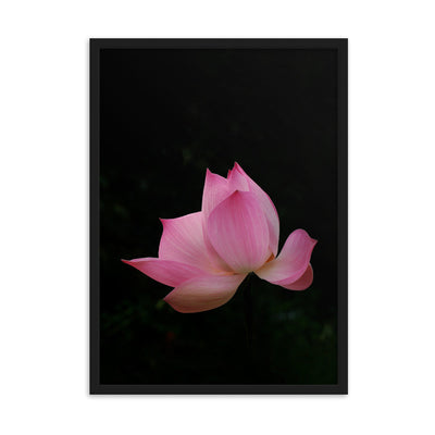 Poster mit Rahmen - Lotus Seerose Kuratoren von artlia Schwarz / 50×70 cm artlia