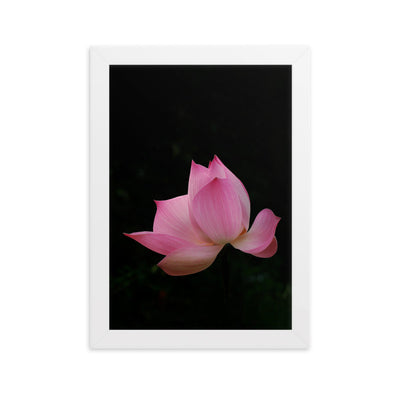 Poster mit Rahmen - Lotus Seerose Kuratoren von artlia Weiß / 21×30 cm artlia