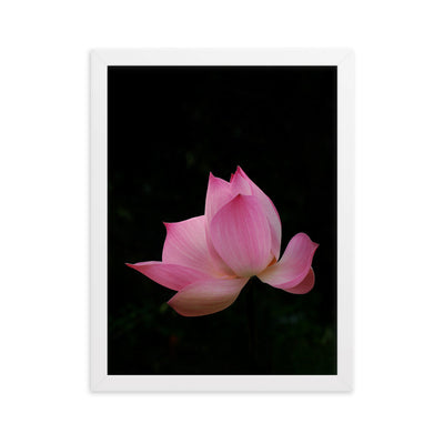 Poster mit Rahmen - Lotus Seerose Kuratoren von artlia Weiß / 30×40 cm artlia
