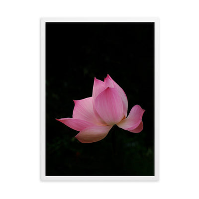 Poster mit Rahmen - Lotus Seerose Kuratoren von artlia Weiß / 50×70 cm artlia