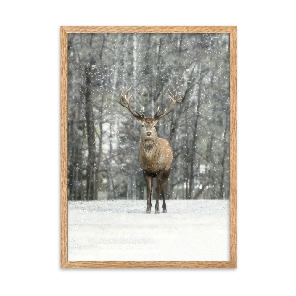 Rotwild im Schnee - Poster im Rahmen artlia Oak / 50×70 cm artlia