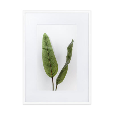 Tropical Leaves - Poster im Rahmen mit Passepartout Kuratoren von artlia weiß / 50×70 cm artlia