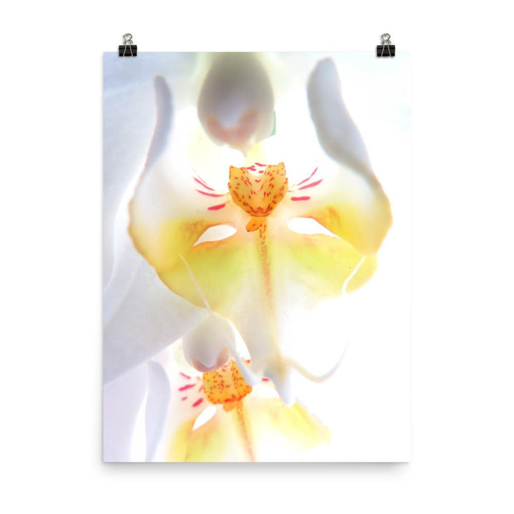 Yellow Orchid - Poster Kuratoren von artlia 30x41 cm artlia